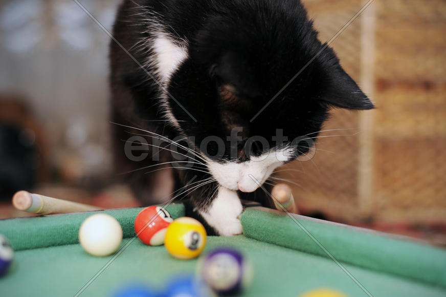 Кот лезет лапой в лузу бильярдного стола