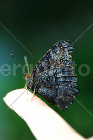 Бабочка шоколадница