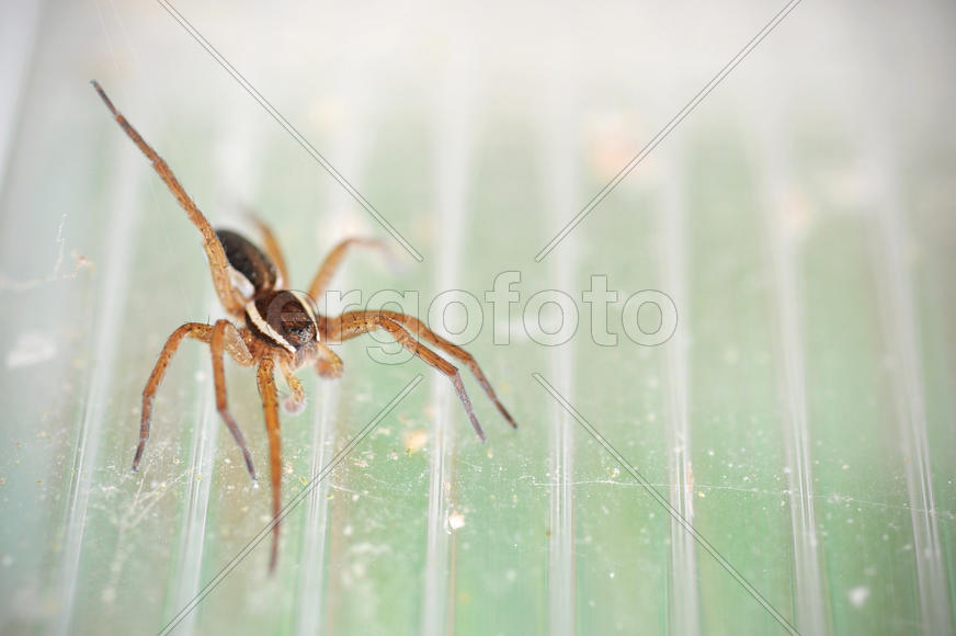 Паук с поднятой лапой