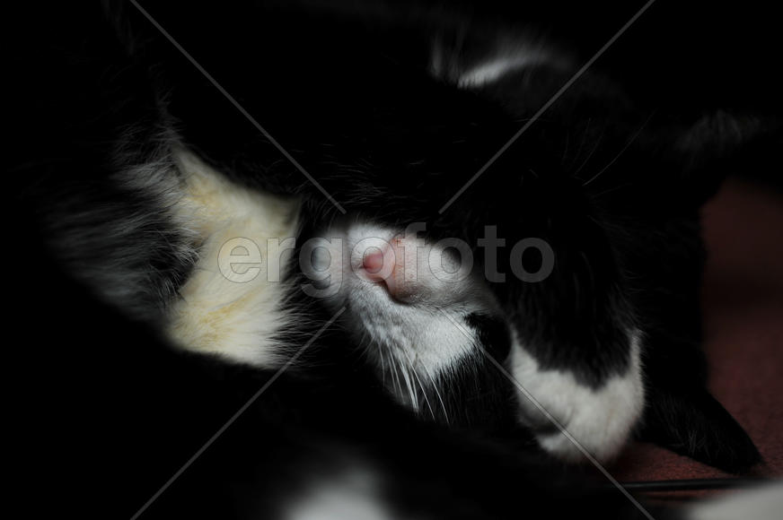 Кот закрывается лапой