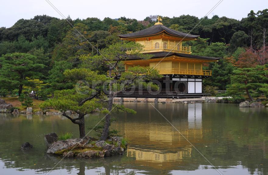 Дерево на пруду