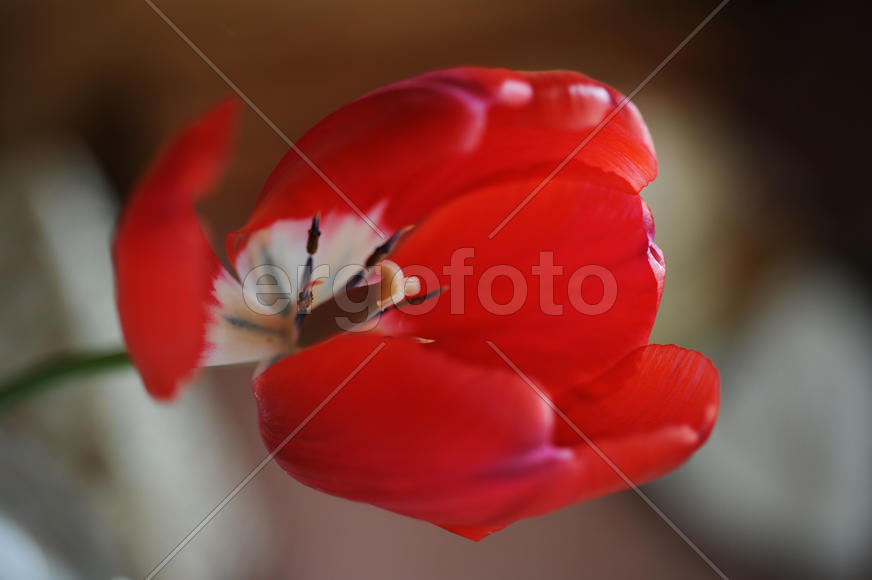 Красный тюльпан