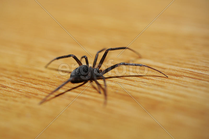 Домовой паук на паркете