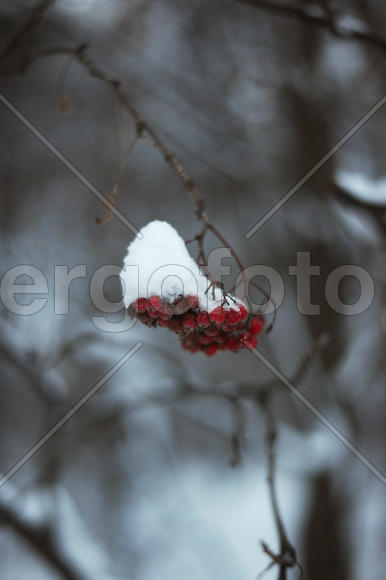 Рябина под снегом