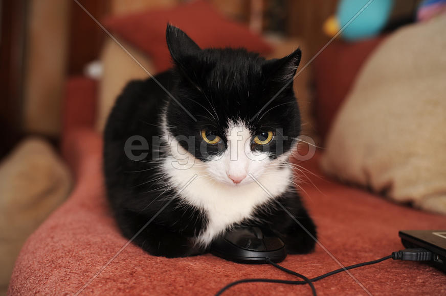 Кот и компьютерная мышь