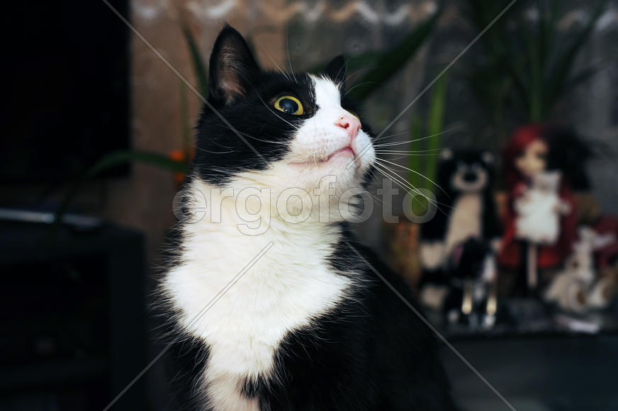 Любопытный кот