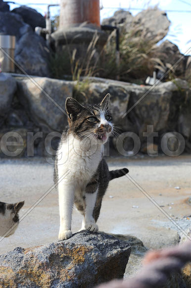 Выпрашивает яйца