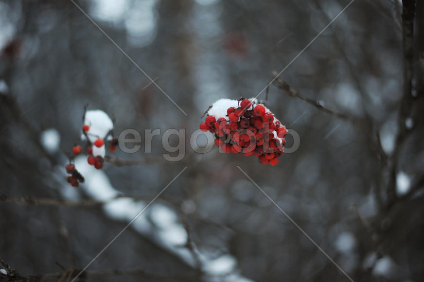 Рябина под снегом