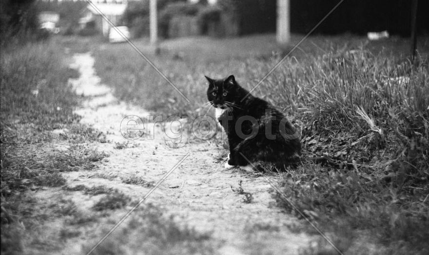 Кот у тропинки