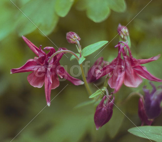 Красный цветок