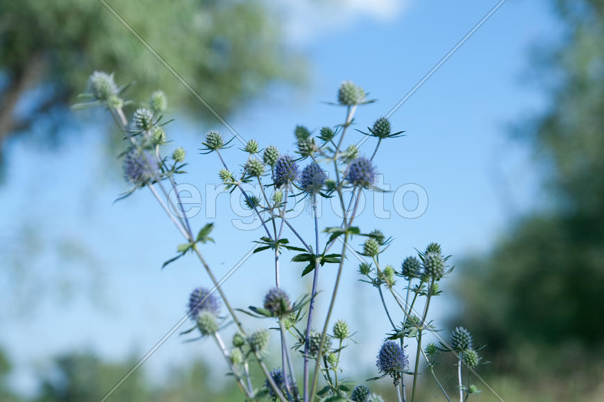Растение на фоне неба