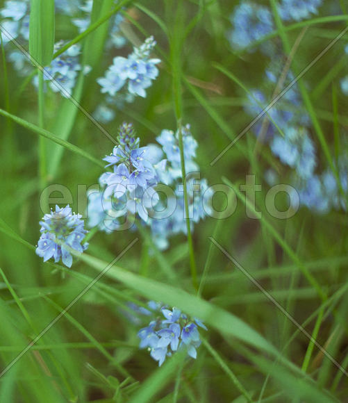 Голубые цветы