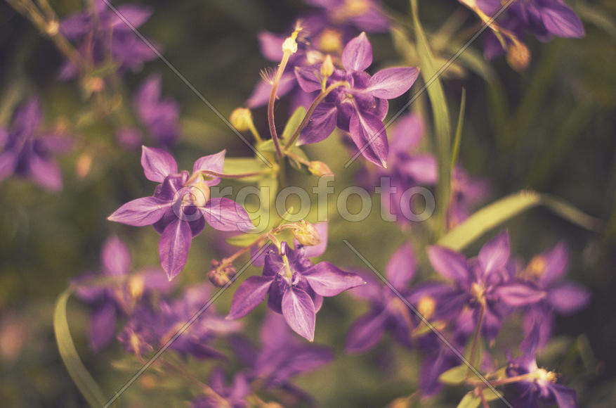 Фиолетовые цветы