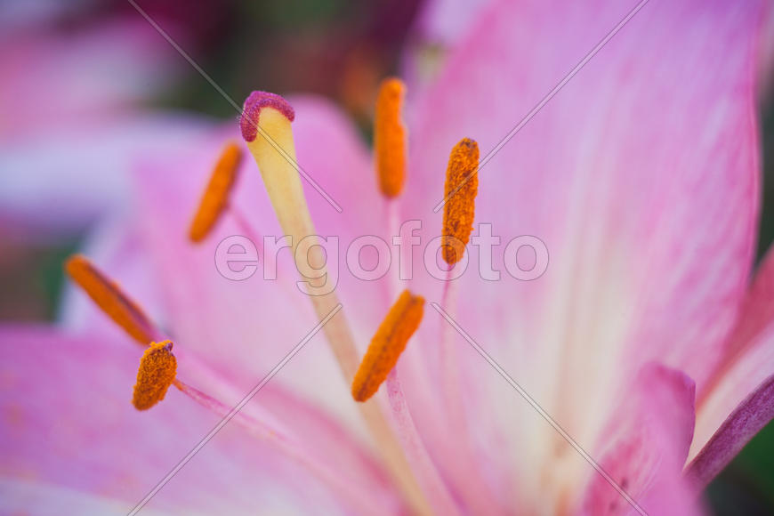 Лилия. Тычинки и пестики.