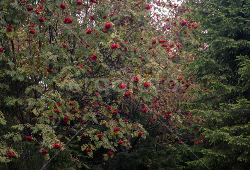 Горная рябина