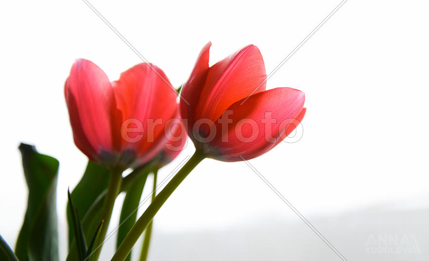 Три тюльпана