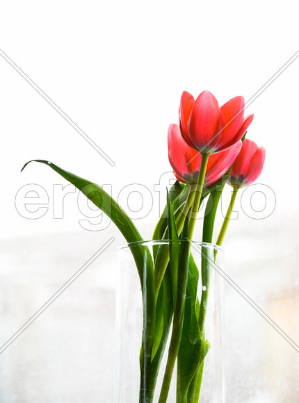 Тюльпаны в вазе