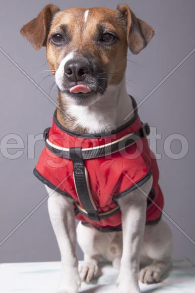 Портрет Джека Рассела Терьера