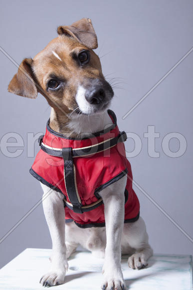 Портрет Джека Рассела Терьера