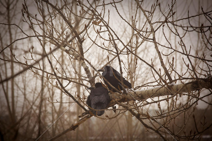 Вороны в городе