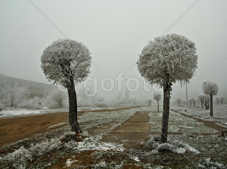 Зимние одуванчики
