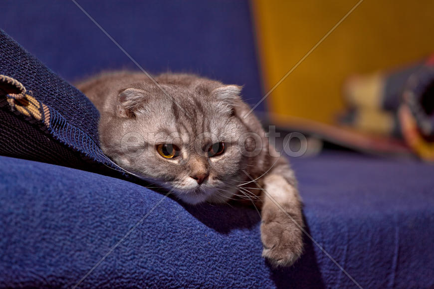 Отдыхающий кот