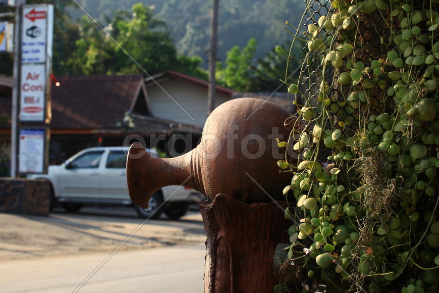 Амфора в зарослях