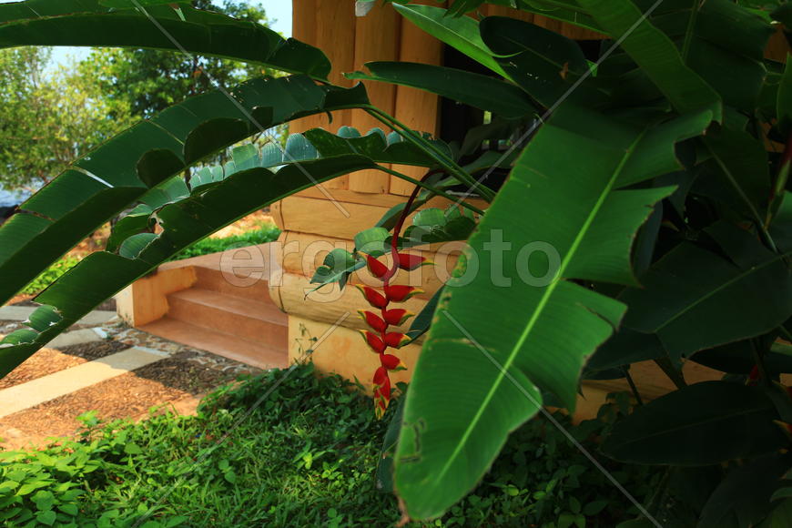 Цветочная экзотика у крыльца