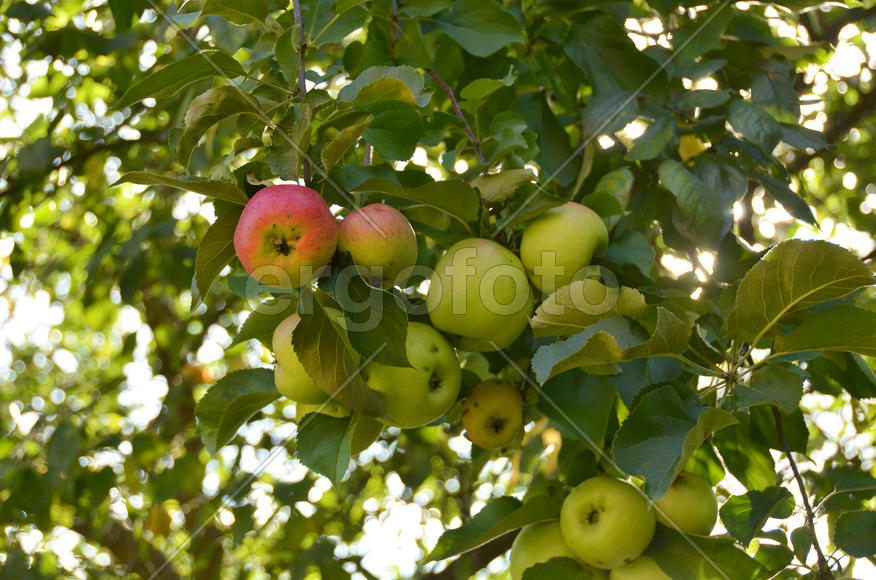 яблоня