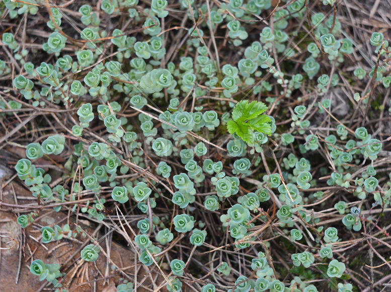 Почвопокровное растение