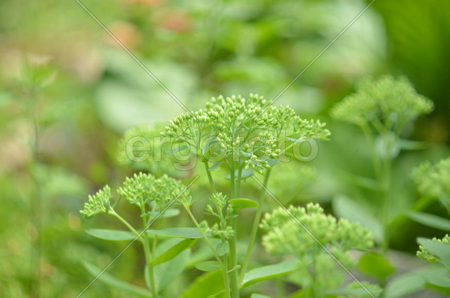 Зелёное растение