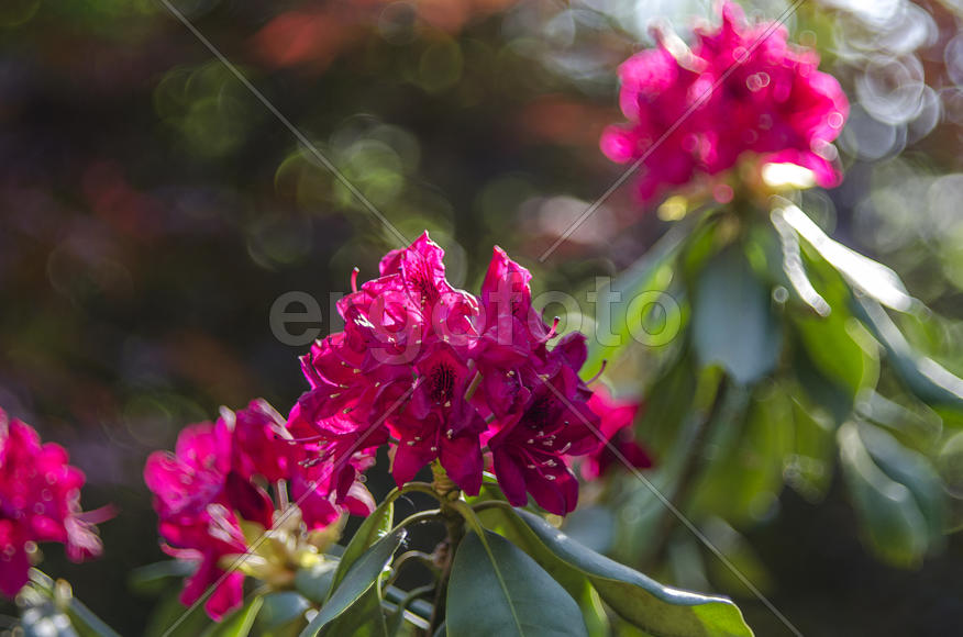 Рододендрон