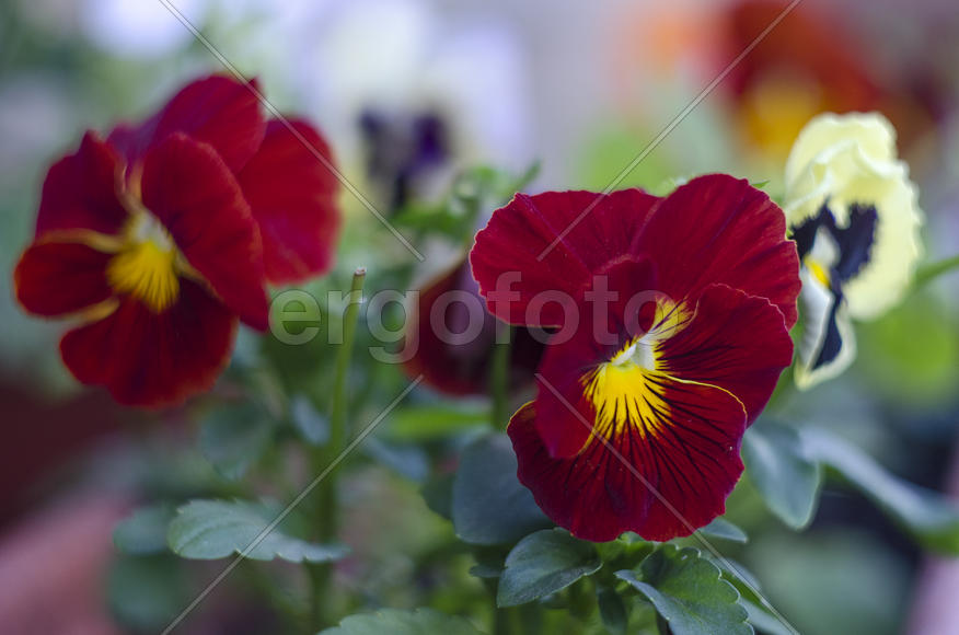 анютины глазки