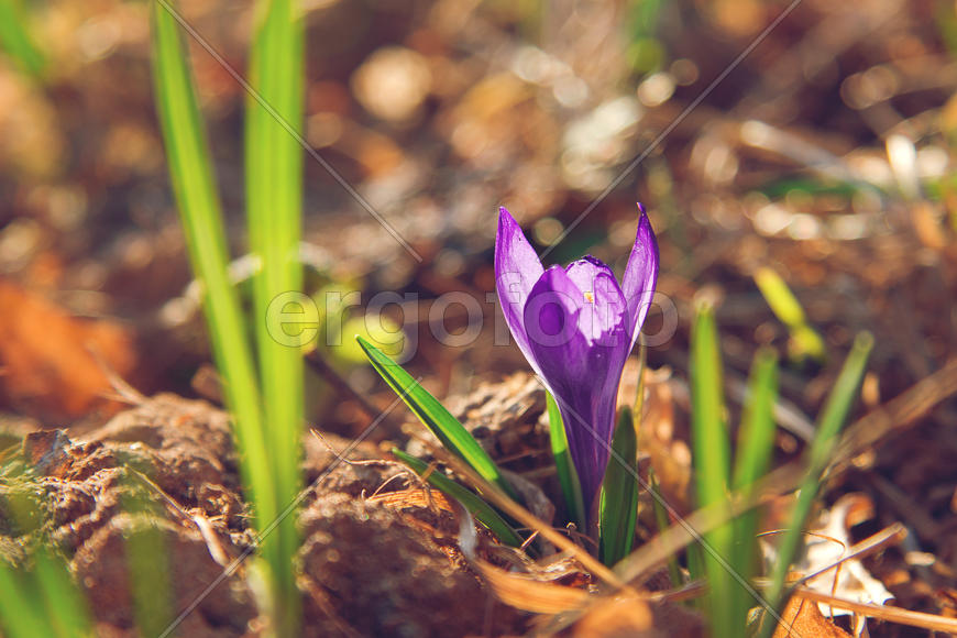 Фиолетовый крокус