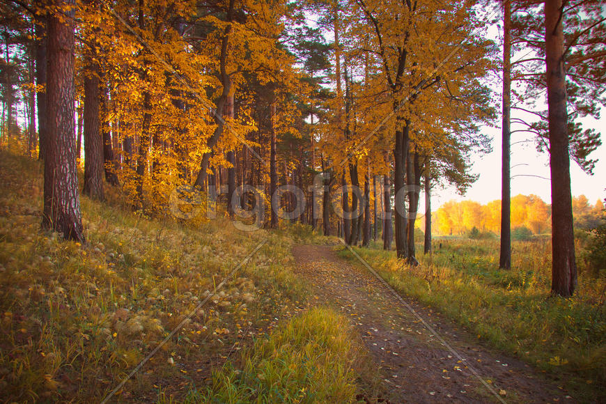 Осеннее золото