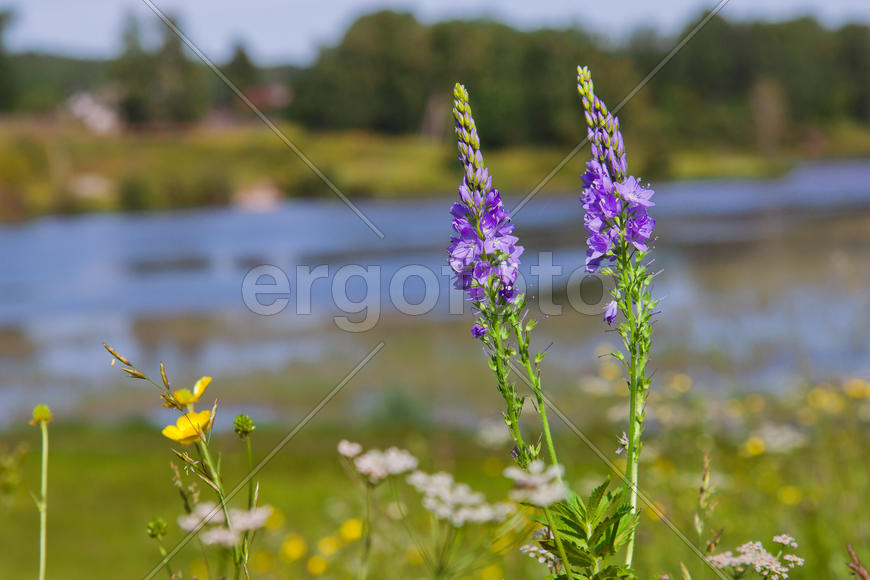 Родные места