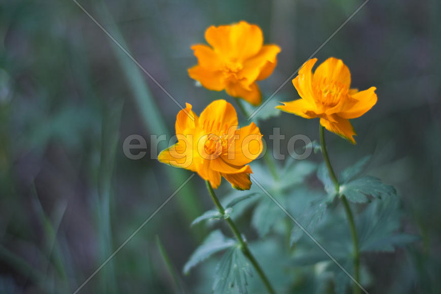 Цветы Жарки