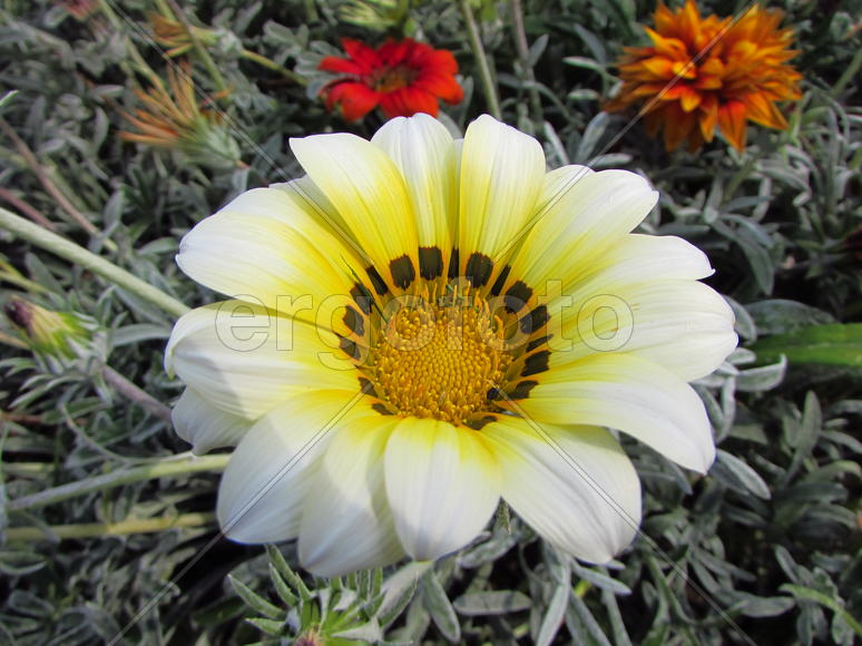 Белый цветок