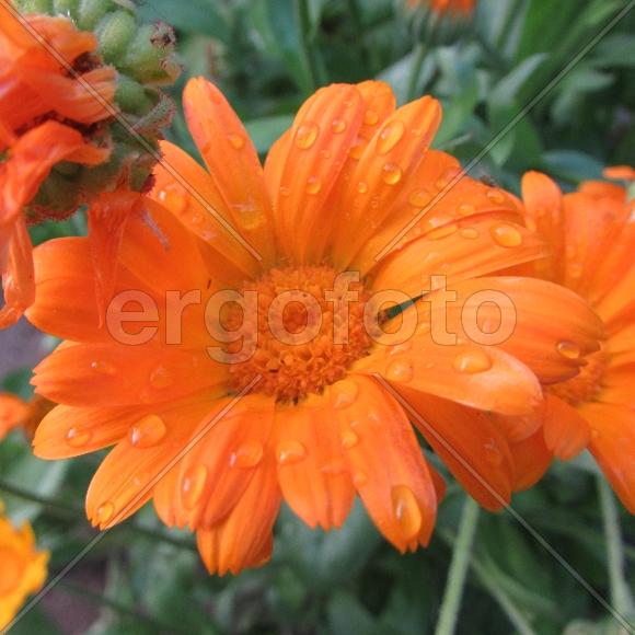 Яркие краски