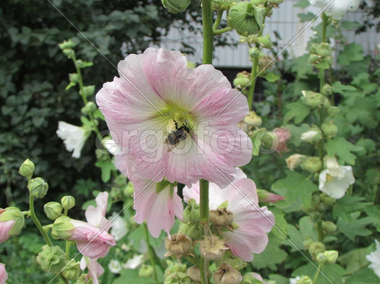 Белый цветок