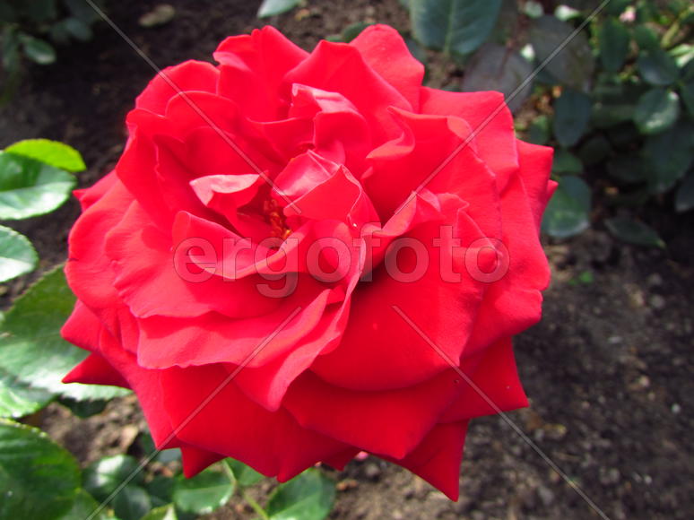 Красный цветок