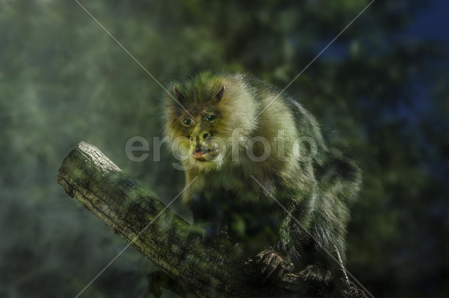 Лесной Чёрт