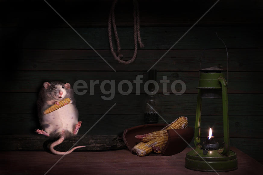 Попался, воришка!