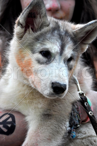 Щенок маламута в красках