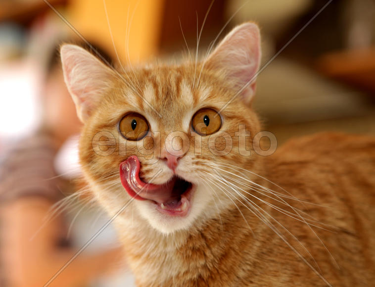 Рыжая кошка облизывается