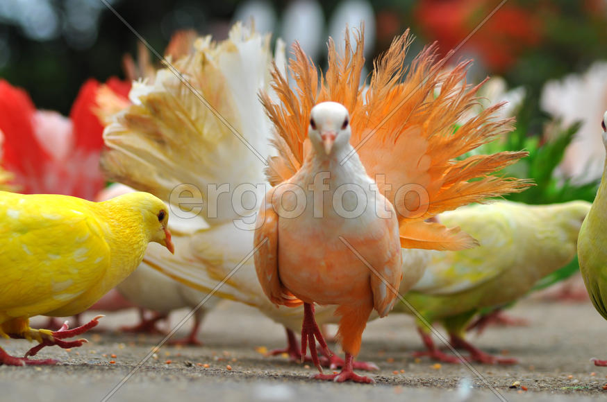 Цветные голуби