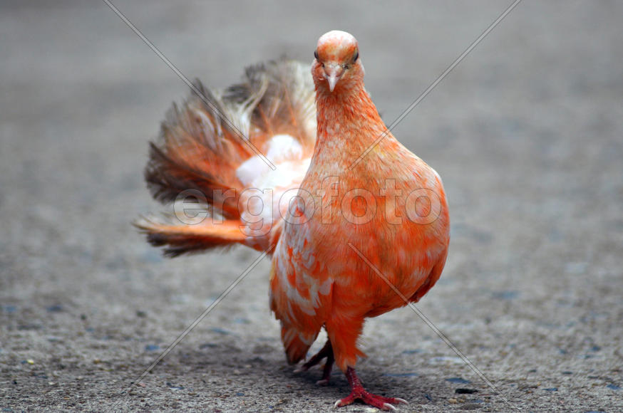 Оранжевый  голубь