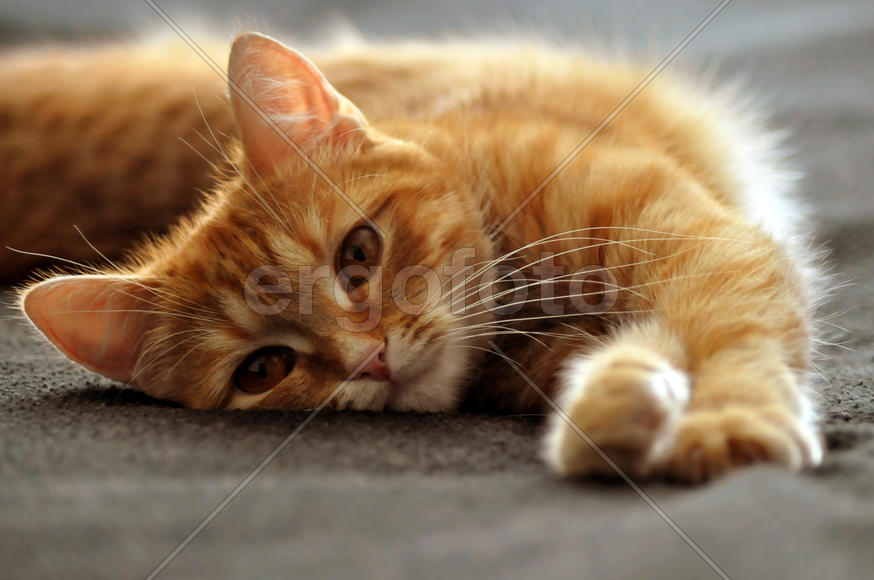 Рыжая кошка