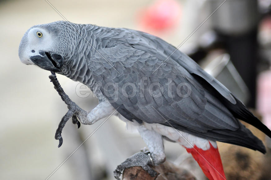 Попугай кусает лапу