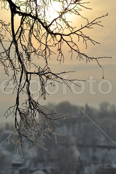 Ветвь на фоне зимнего солнца
